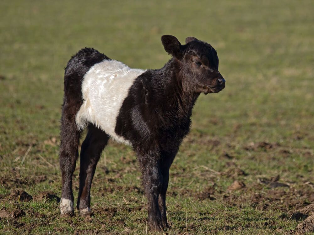 young belted galloway calf in field