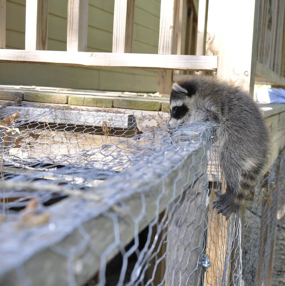 young raccoon climbing chicken coop fence