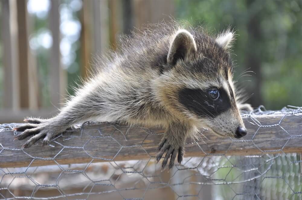 young raccoon trying to sneak inside a chicken coop