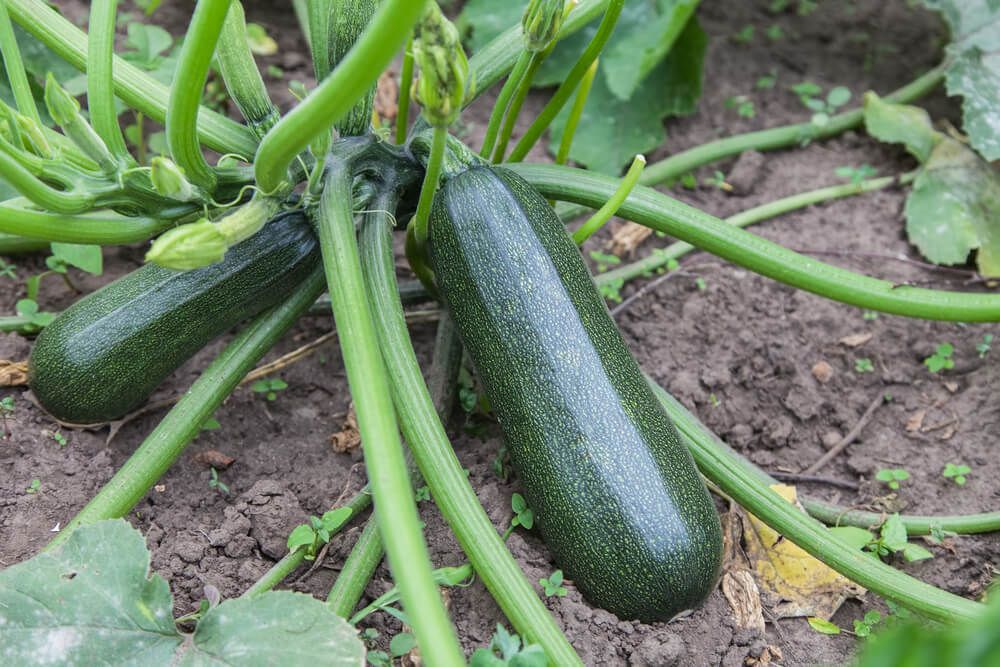 zucchini plant with green gourds growing in backyard garden bed