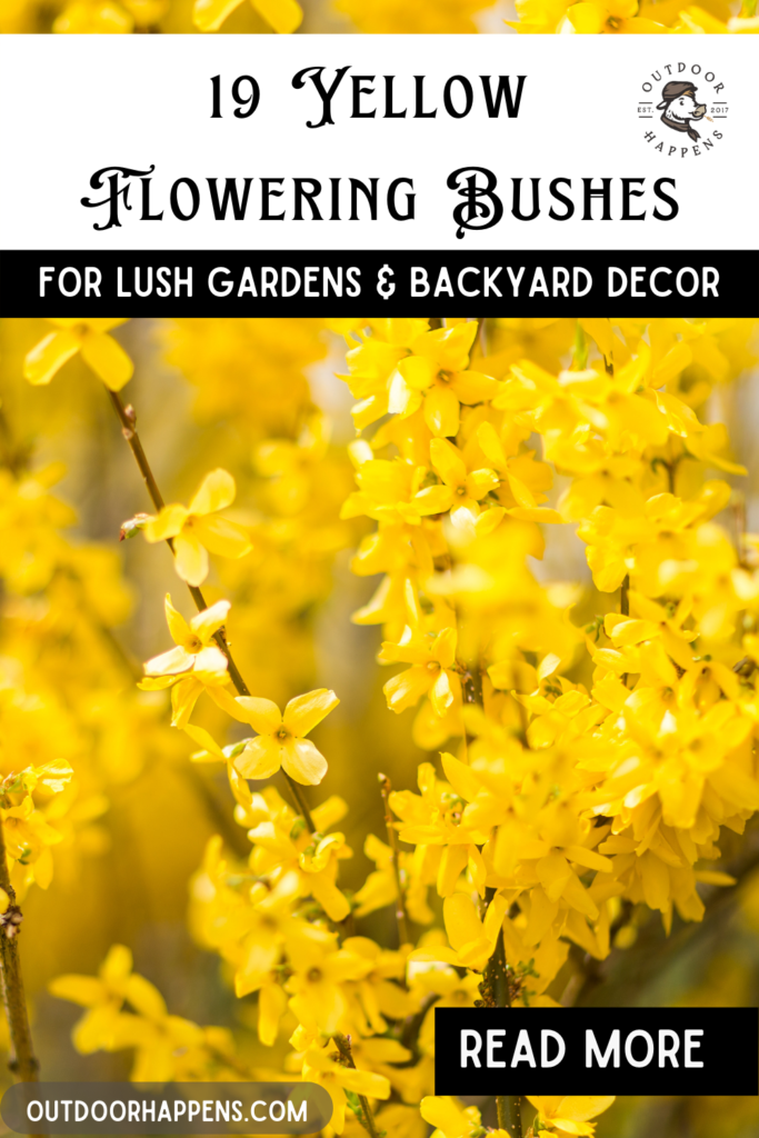19-Yellow-Flowering-Bushes-for-lush-gardens-and-backyard-decor