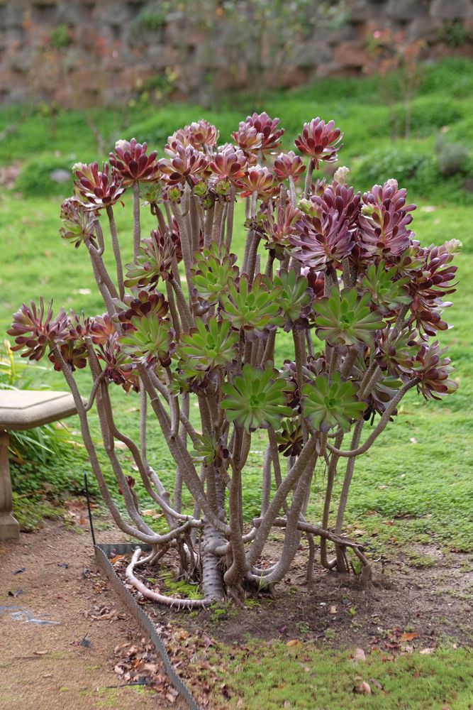 aeonium-zwartkopf-flowering-succulent