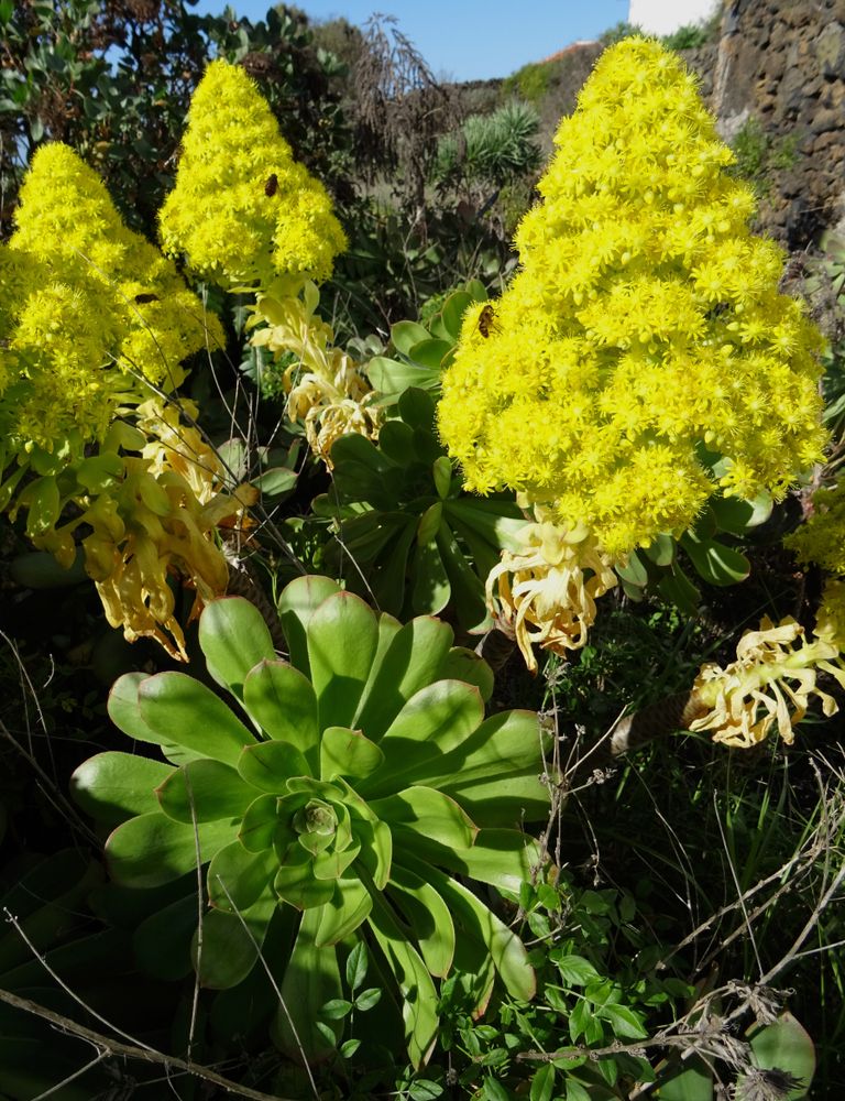 aeonium-flowering-succulent-plant