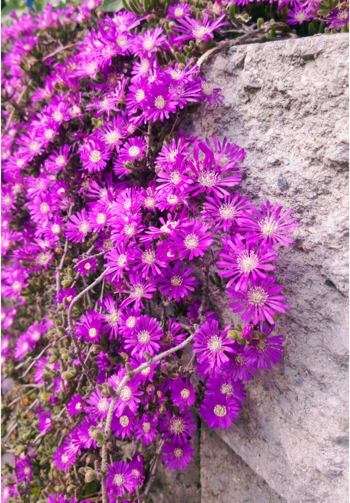 purple-ice-plant