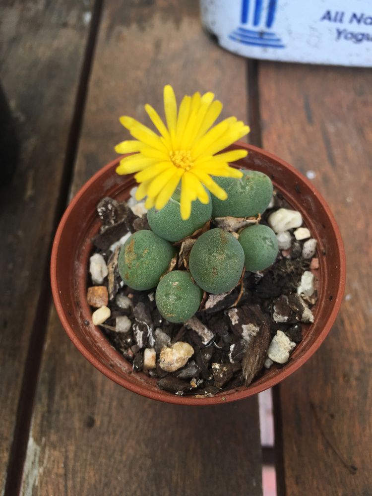 conophytum-with-yellow-flower
