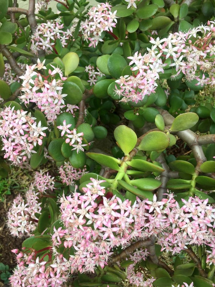 flowering-jade-plant
