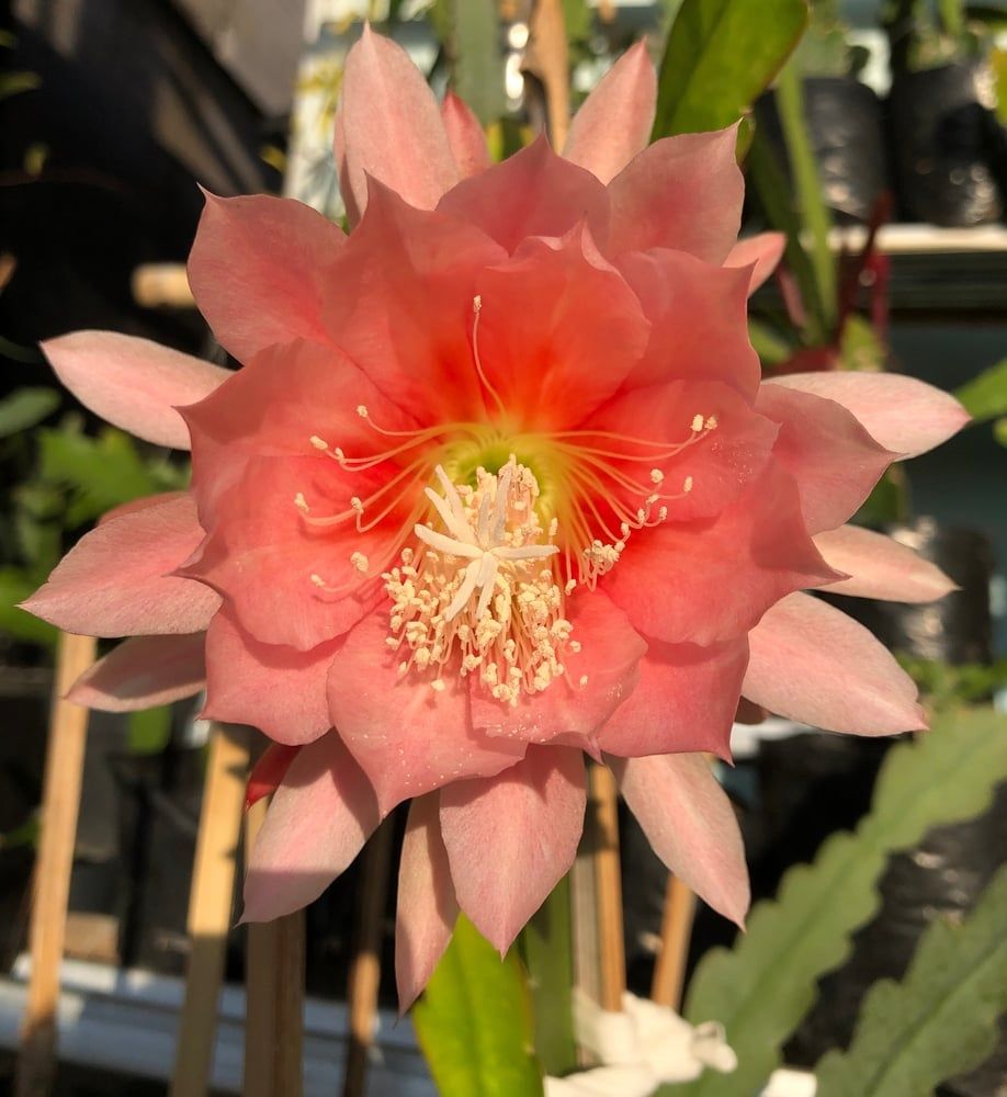 epiphyllum-orchid-cactus-with-pink-orange-bloom