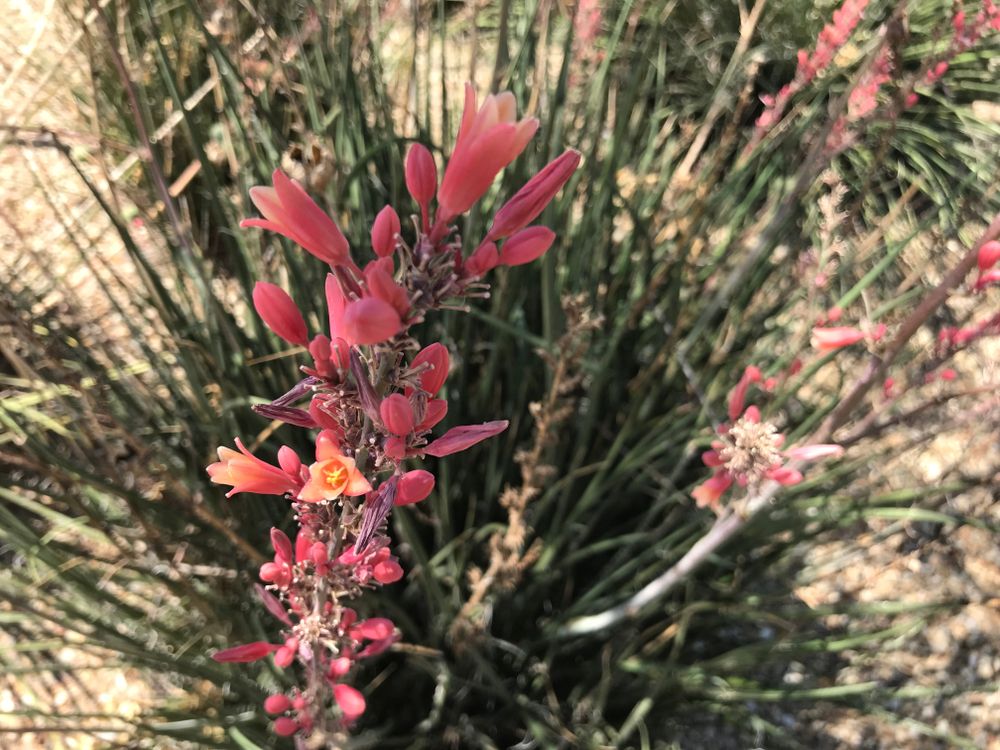 red-yucca-with-flowers