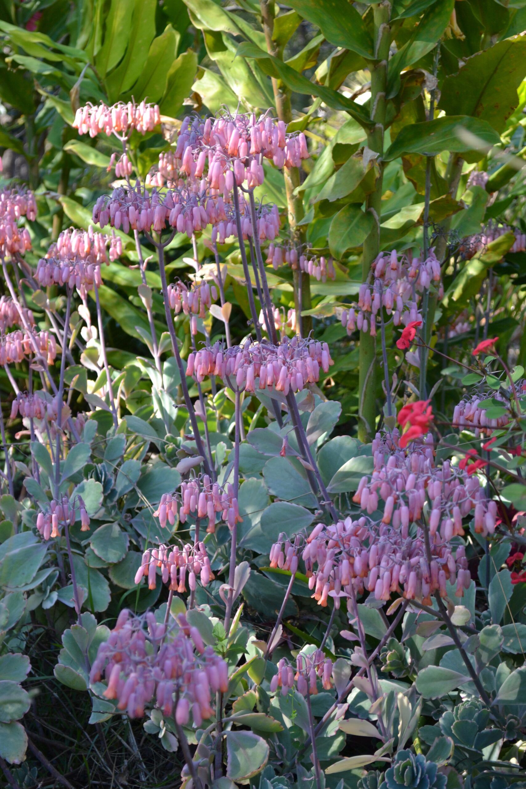 flowering-kalanchoe-fedtschenkoi-succulent