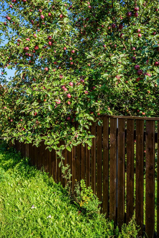 Beautiful apple tree with branches overhanging a fence. It's illegal to pick the fruit that hangs on your property.