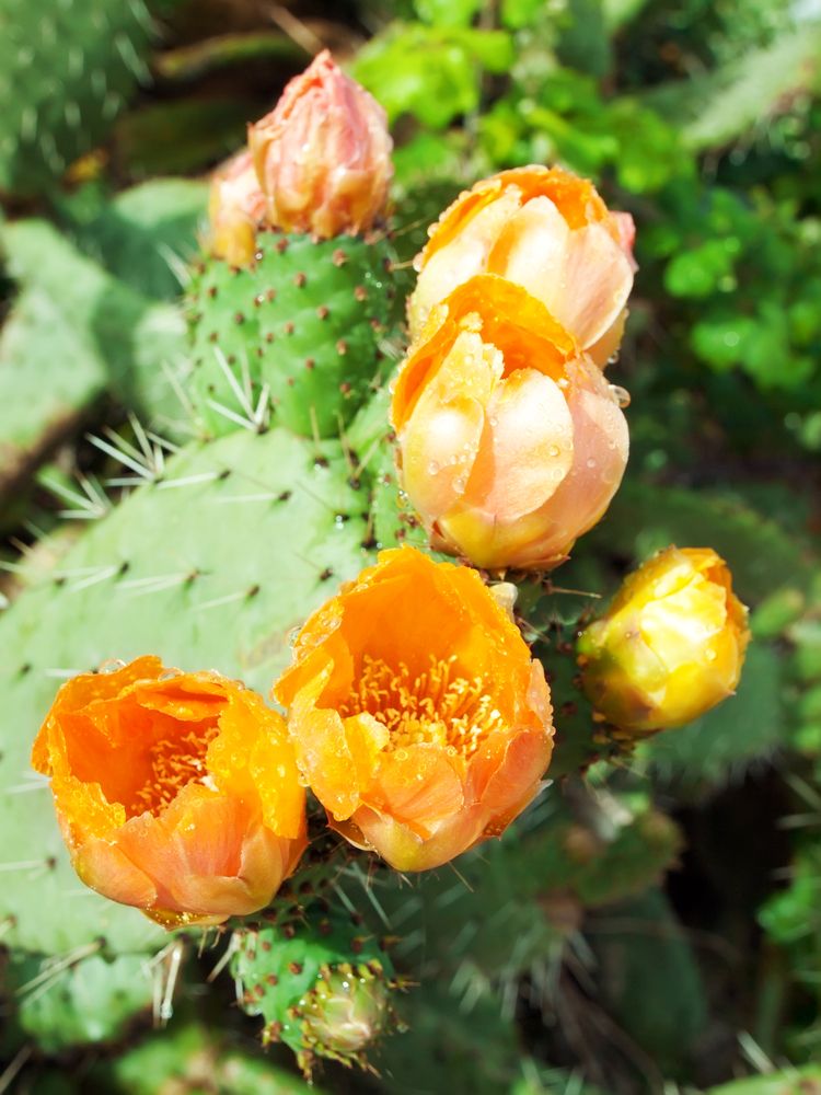 opuntia-cactus-with-orange-flowers