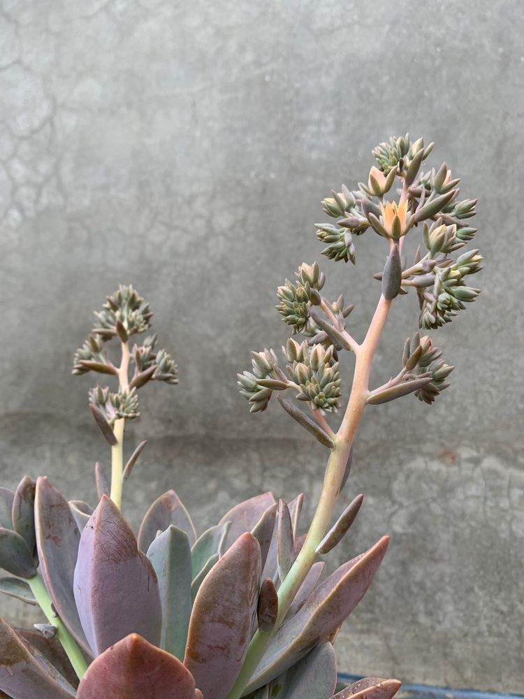 Succulents plants - Graptopetalum paraguayense is a species of succulent plant in the jade plant family, Crassulaceae, that is native to Tamaulipas, Mexico.