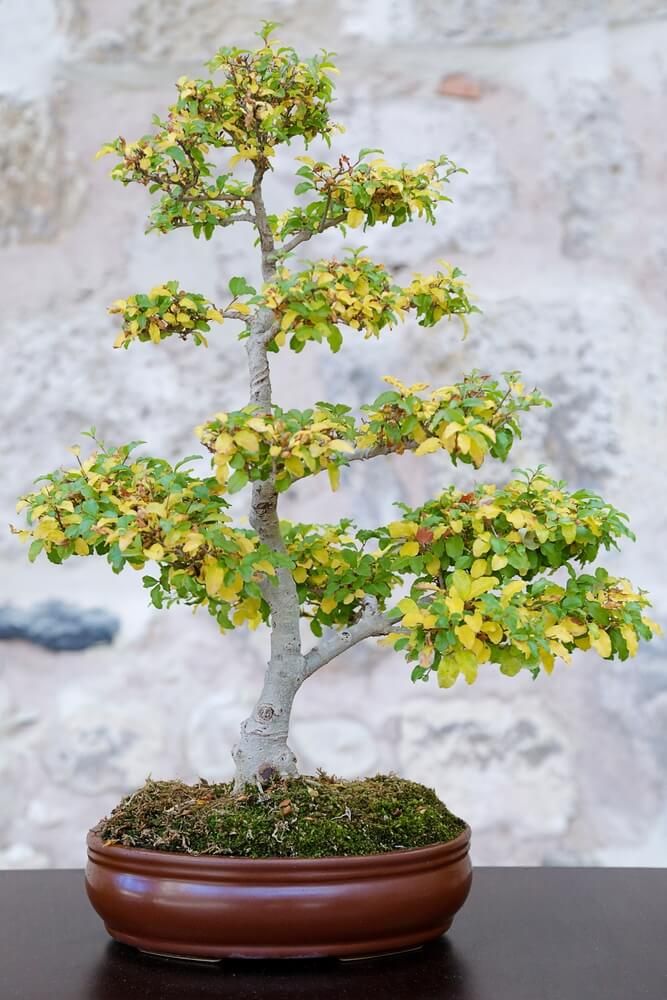 beautiful looking ligustrum bonsai tree growing in small pot