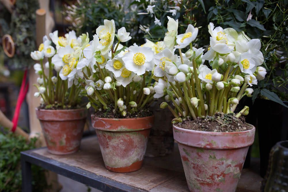 blooming christmas rose flowers outdoors in clay pots. This is a gorgeous winter flowering plant for pots.