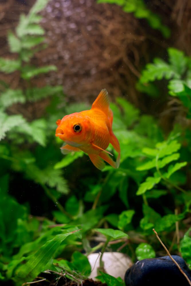 bright orange goldfish swimming in water with green foliage