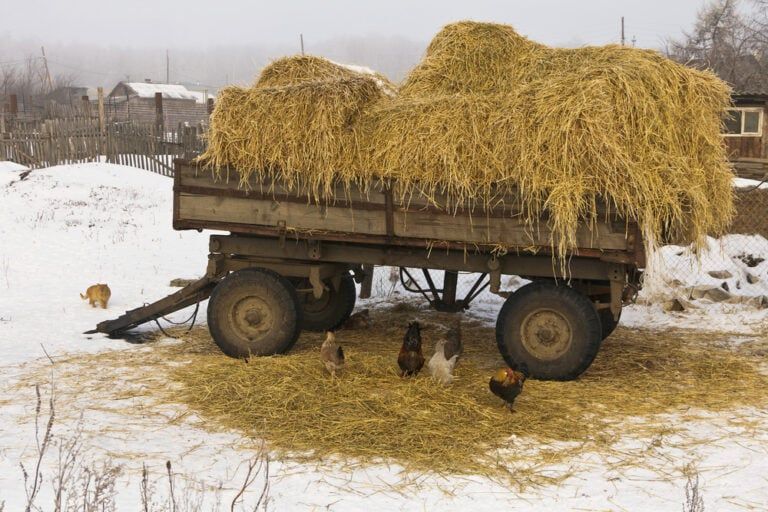Can Chickens Eat Timothy Hay? No… Here’s Why.