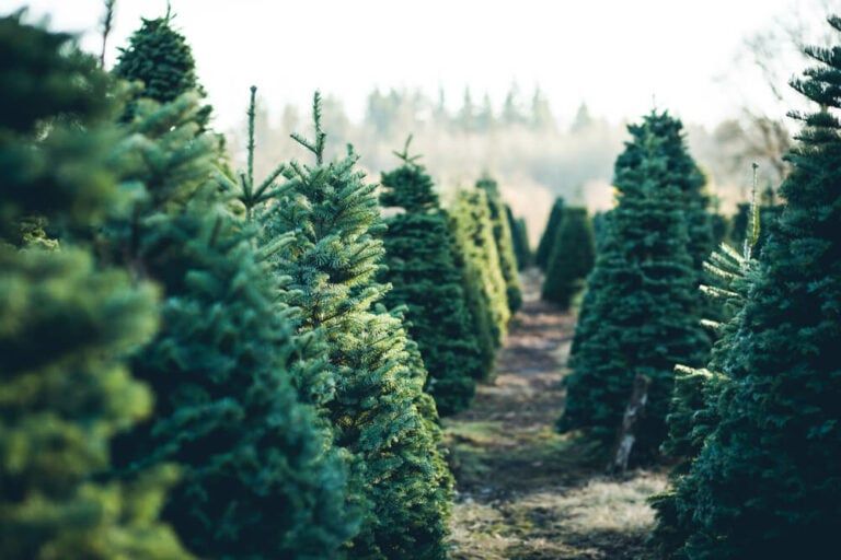 Can You Replant a Christmas Tree? Yes! Follow These Growing Tips!