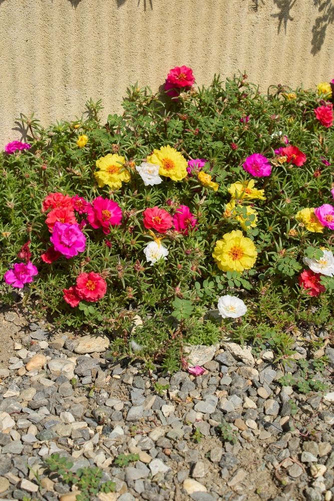  COLIBYOU Desert Rose， Adenium Obesum one Year Plant ， Baby  Size Bonsai Caudex (1 Rose) : Patio, Lawn & Garden