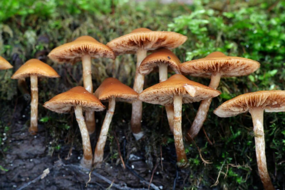 deadly poisonous funeral bell mushrooms aka galerina marginata mushrooms. poisonous lawn mushroom types