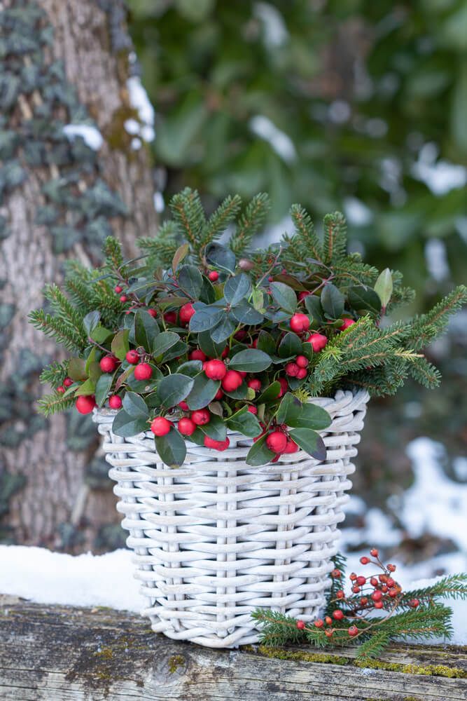 festive looking gaultheria procumbens growing in winter basket. winter plants for pots