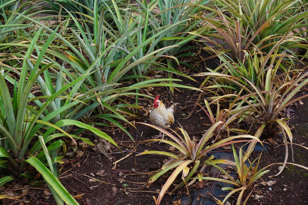 free range chicken foraging on the pineapple farm