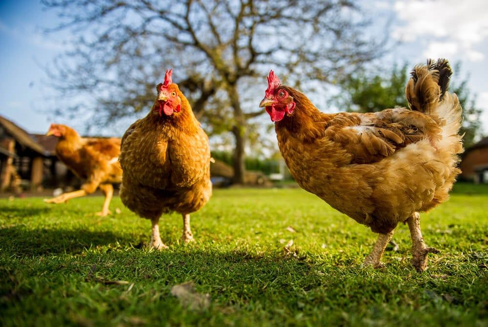 free range chickens exploring and foraging on a rural poultry farm