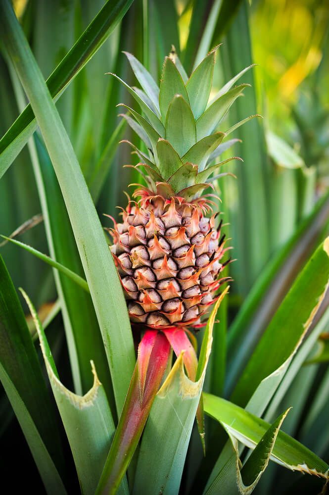 fresh tiny pineapple tropical fruit growing on the plant