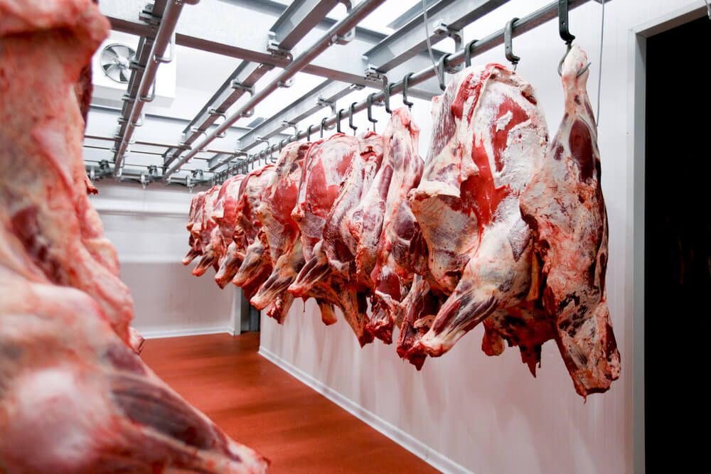 freshly carved half cow chunks hanging in a row in a large meat locker. how much meat is half a cow