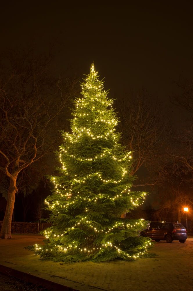large christmas tree outdoors with bright lights