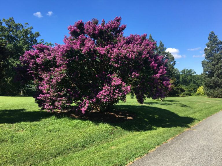 21 Stunning Trees With Purple Flowers, Leaves, and Berries!