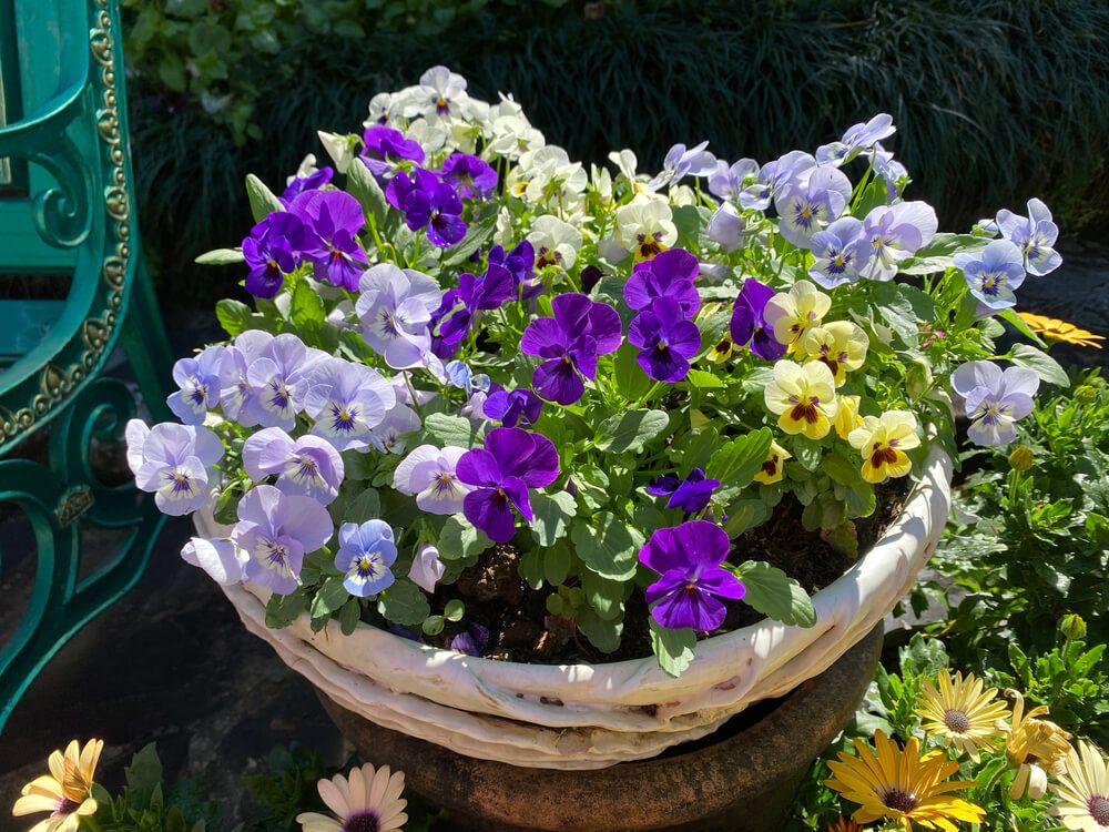 lovely pansy flower growing in a basket pot
