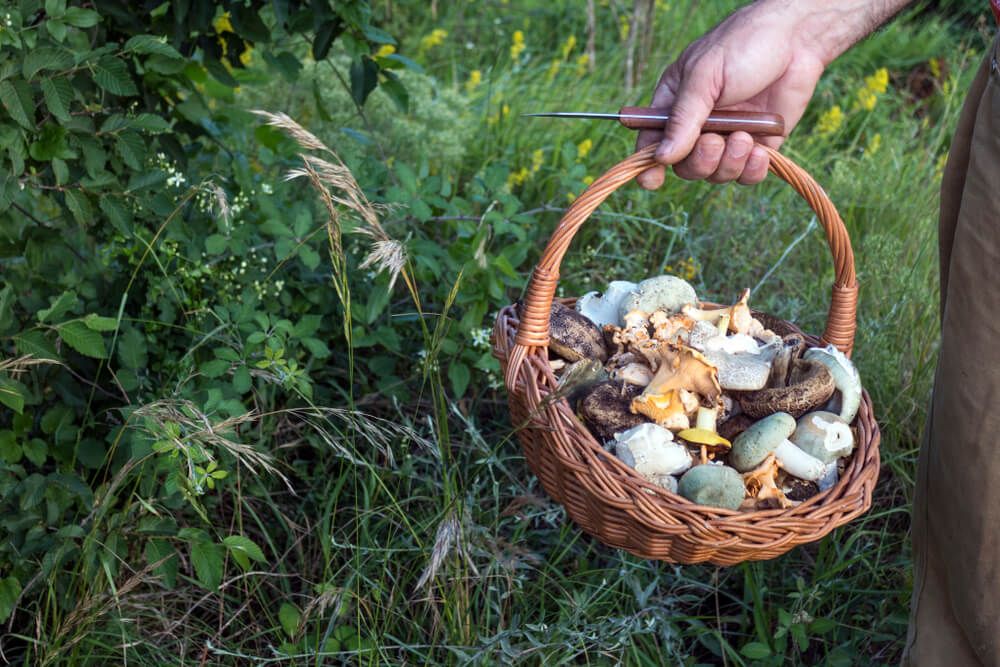 man holding wicker basket loaded with mushroom forage