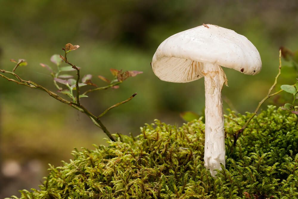 poisonous destroying angel growing in the forest do not eat