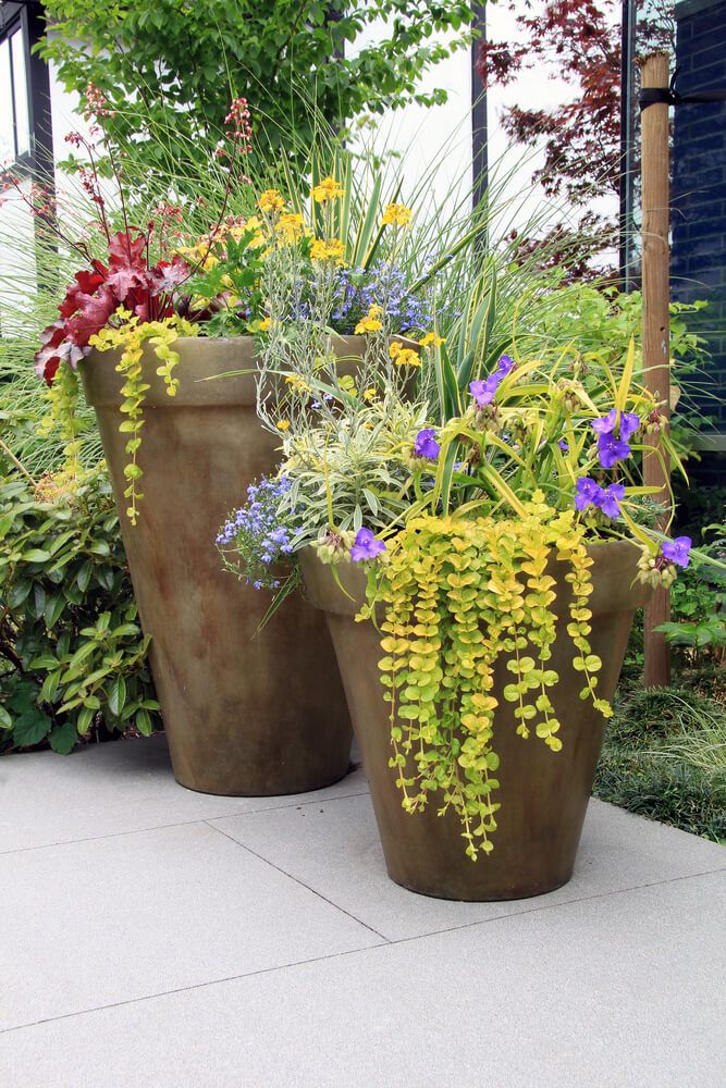 pots with creeping jenny plants and perennial garden flowers