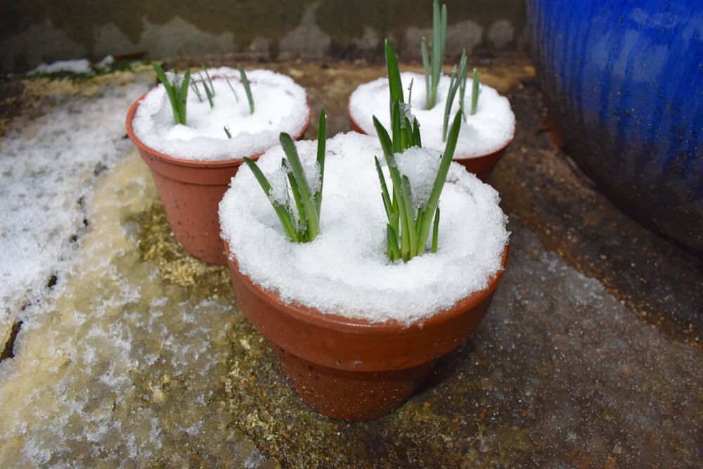 potted snowdrop plants pushing through fresh snowfall. One of our favorite winter flowering plants for pots