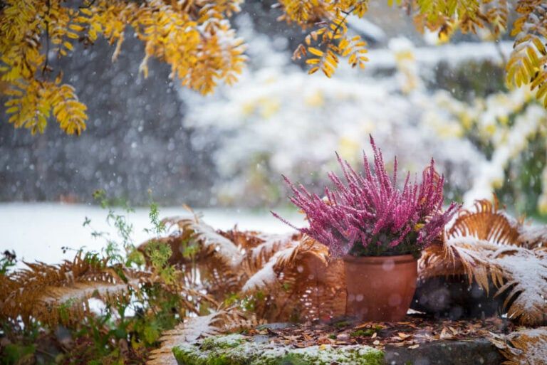 17 Gorgeous Winter Plants for Outdoor Pots [Cold-Hardy Flowers!]
