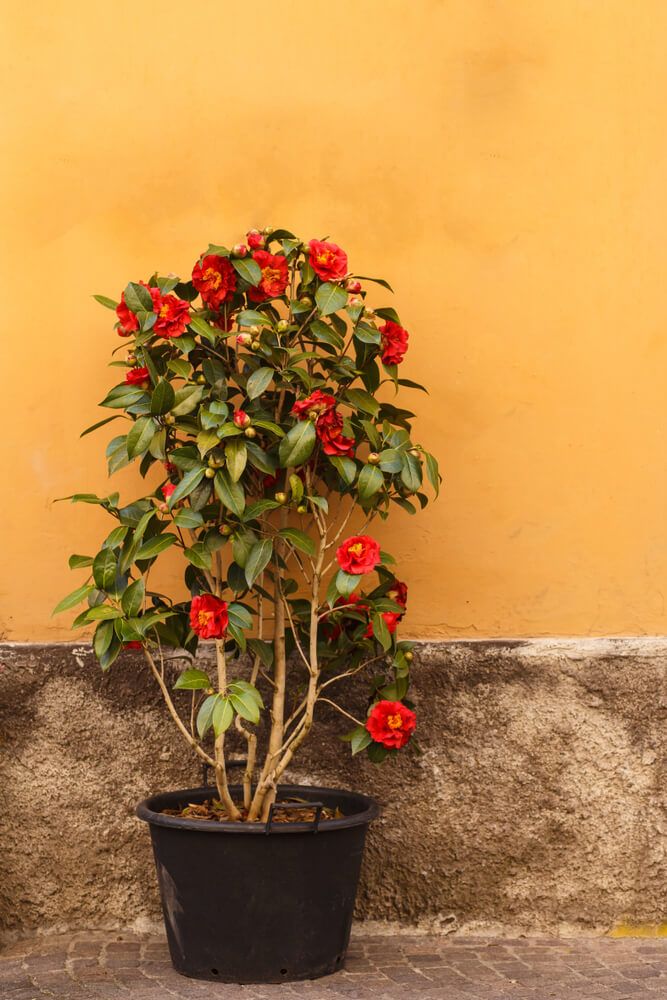 red potted camellia flowers growing in front of orange wall. winter plants for pots