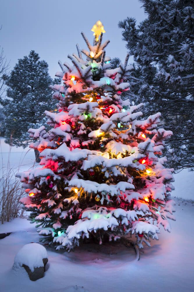 snow covered christmas tree with bright red green and yellow lights