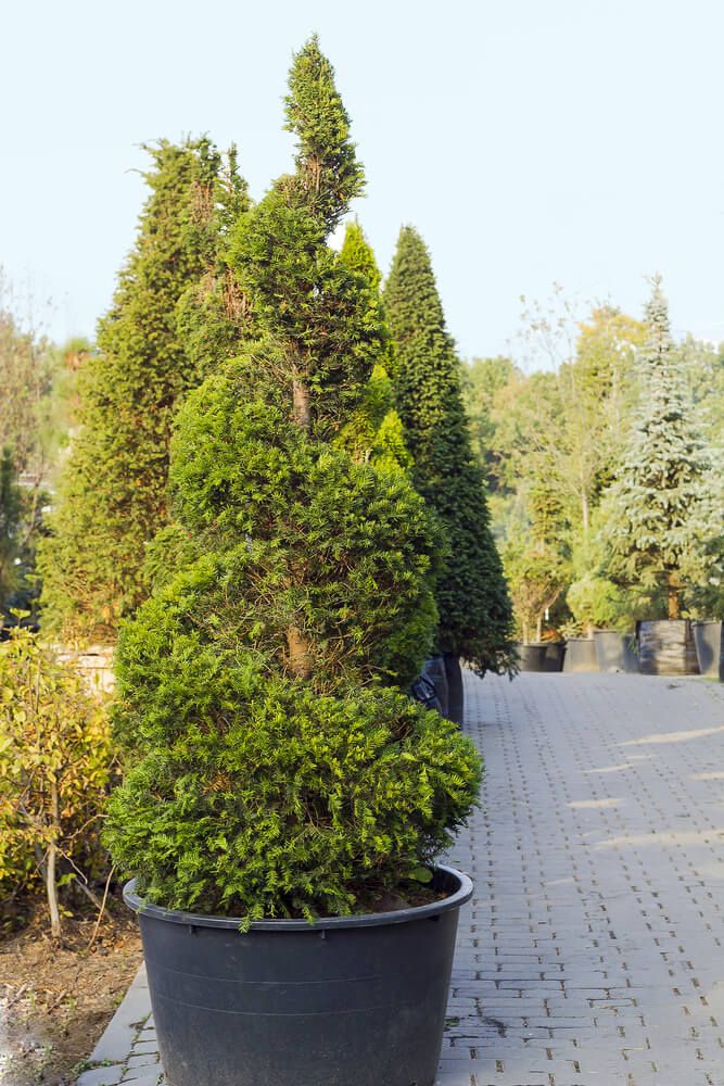 tall taxus tree trimmed like a spiral growing in pot