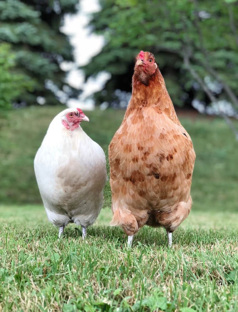 two farmyard chickens enjoying the nice weather