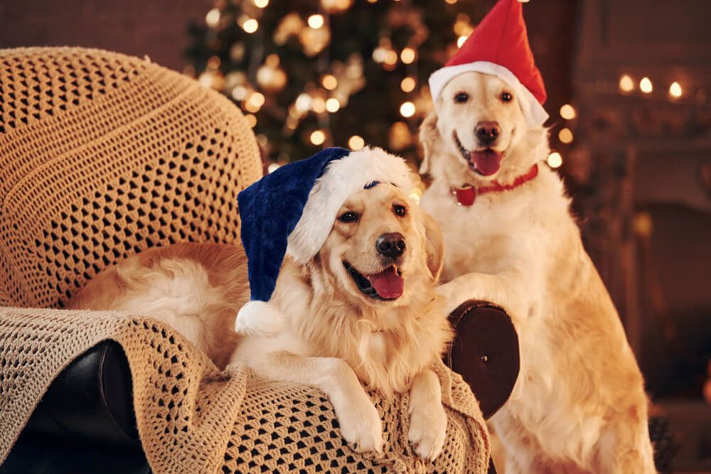 two lovely golden retrievers celebrating by the christmas tree
