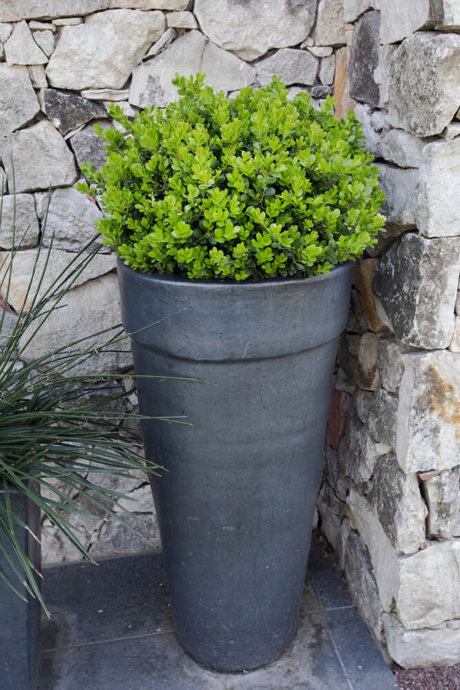 vibrant and green boxwood bush growing - winter plants for pots