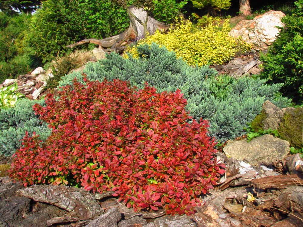 vibrant garden on a slope with rocks alongside colorful shrubs and trees