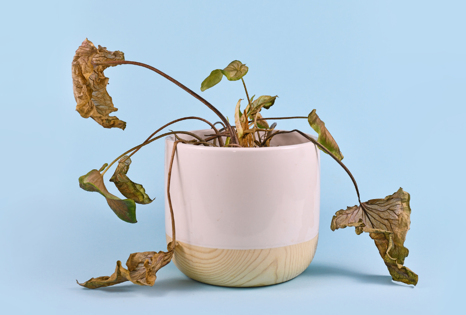 wilting potted plant
