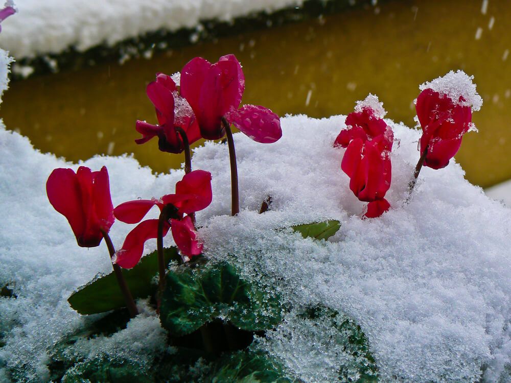 wintertime cyclamen flowers after a winter snowfall