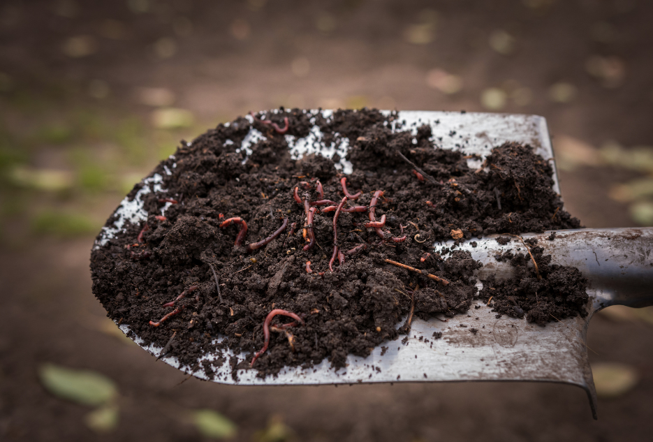 worms on garden shovel with soil