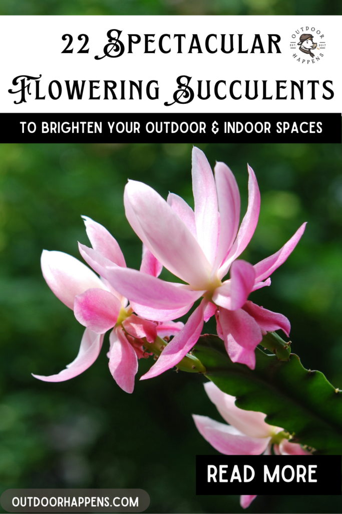 22-spectacular-flowering-succulents