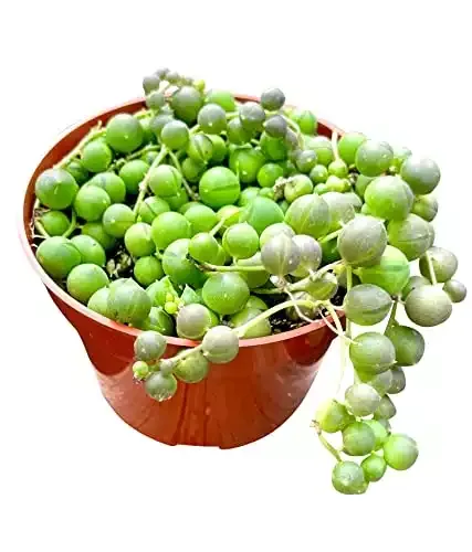 Live Succulent (4″ String of Pearls)
