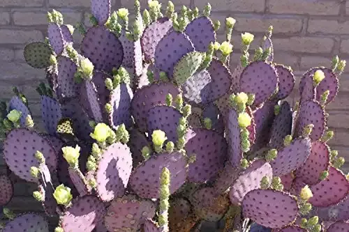 3 Cuttings Purple Prickly Pear Cactus Opuntia Violacea 6"-8" Pads