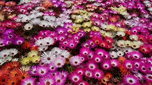 Ice Plant Mix Iceplant Ground Cover for Xeriscape Bedding #242 (4000 Seeds, or 1/2 Gram)